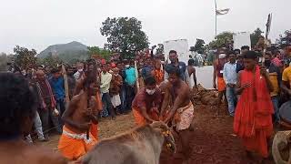 podhbali sulia jatra kumuria balangir 🪓