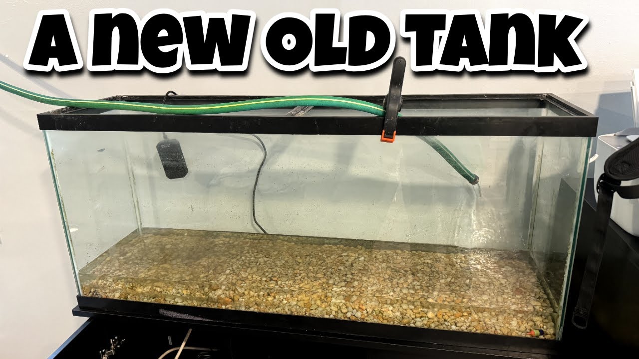 A New Tank Set Up Youtube