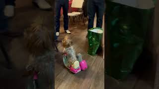 5-Year-Old Yorkshire Rides Her Gifted Scooter at Christmas Party - 1544885