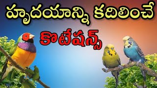 మనసును తాకే తెలుగు కొటేషన్స్|Telugu Heart Touching Quotations|జీవిత సత్యాలు| Manchi Matalu| sukthulu