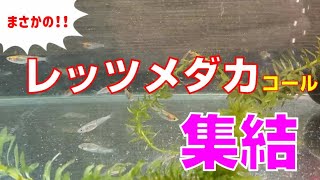 【メダカ】まさかのレッツメダカ集結！？【冬のメダカ飼育】