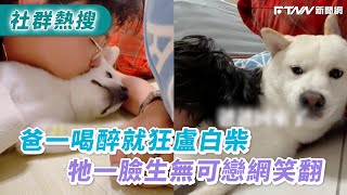 爸一喝醉就狂盧白柴　牠一臉生無可戀網笑翻