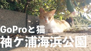 【VLOGアフレコ】袖ケ浦海浜公園、やっぱり猫が好き