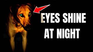 Why do dogs eyes shine at night?