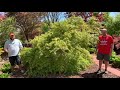 germaine’s gyration japanese maple japanese maples episode 27