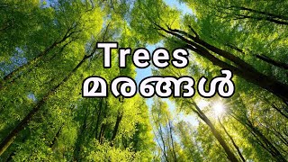 Trees   മരങ്ങൾ