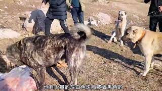 狼想要进村吃羊，却被坎高犬和主人一起抓住 #坎高犬 #狼 #土耳其