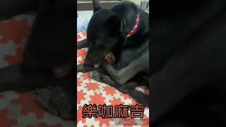 洗澡睡覺，樂咖麻吉 #有貓咪靈魂的狗 #shorts #dog #animals #搞笑 #貓 #貓咪