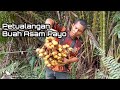 serunya mencari asam di dalam hutan....asam paya/asam kelubi