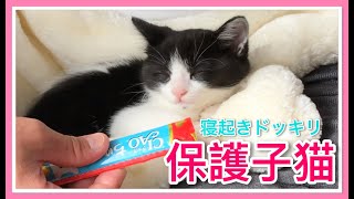 子猫が布団で寝ている時に初めてのちゅーるドッキリを仕掛けてみたｗ寝ぼけながら食べる子猫が可愛い【保護黒猫Vlog】