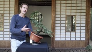 Bonsai Basics; how to grow a Bonsai tree Bonsai Basics; how to grow a Bonsai tree
