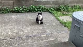 飼い主との追いかけっこ中、突然入ってきた邪魔者にビビる猫