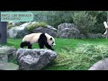 アドベンチャーワールド）パンダ彩浜　600日齢 春の日常【giant panda saihin spring day】