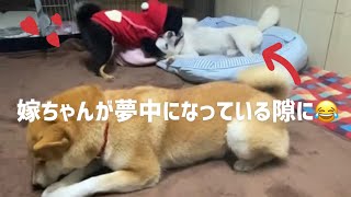 嫁が夢中になってる隙に旦那を独占するりんごの賢さ😂