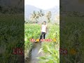 🌾🌾விவசாயம் காப்போம் மக்களே 🌾🌾 farmerslife shortsfeed shortsvideo shorts