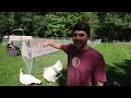 raising a years worth of meat chickens to feed your family