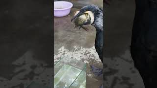 How do cormorants eat fish bigger than themselves#cormorant #fishing