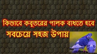 কিভাবে কবুতরের পালক বাধতে হবে|How to tie pigeons feather|Pigeon Life|