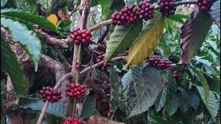 2.5 acre coffee and areca plantation for sale in sakleshpura