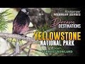 Yellowstone National Park with Forrest Rowland