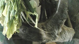 フタユビナマケモノ,とくしま動物園,徳島県,Two-toed sloth,Tokushima Zoo,Japan,