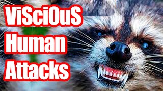 Raccoons Attack Humans! | Caution, GRAPHIC!