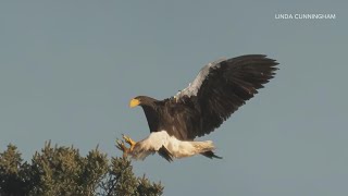 Climate change could bring more rare birds like the Steller's sea eagle to Maine