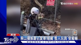 柴山獼猴被整人玩具嚇!跟風桃園狒狒 陳其邁也發「狒」文｜TVBS新聞 @TVBSNEWS02