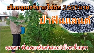 เก็บผลไม้ป่าขาย มีออเดอร์มาอีก2,500 บาท | คุณตาเก็บแอปเปิ้ลสดๆจากต้นครั้งแรก