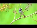 double collared crystalline seedeater singing greek in nature a show of voice and gauge