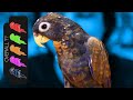 Bronze Wing Pionus, The Loyal Lap Dog Parrot?