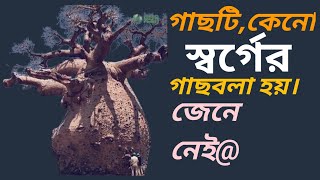 স্বর্গের গাছ-গাছটিকে- কেনো -স্বর্গের -গাছ -বলা -হয়।