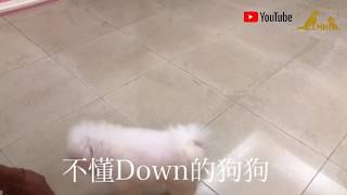 犬隻訓練MHdogtraining-一分鐘教你狗狗學會Down指令（Clicker Training)