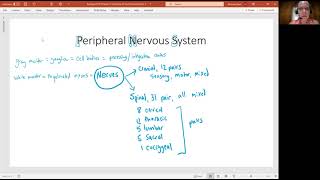 Biology 2010 Chapter 13 The Nervous System Peripheral Nervous System (video 13)