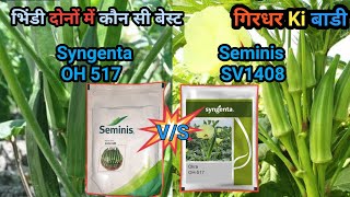 कौंन सी वैरायटी की भिंडी लगाएं? Syngenta OH517 v/s Seminis SV1408 Girdhar Ki Badi##narsari #girdhar