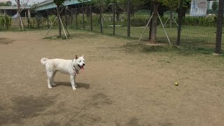 진돗개 백두 6개월편 공놀이