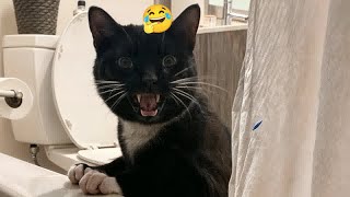 You Laugh You Lose😋😿Funniest Dogs and Cats 2025🙂🙈