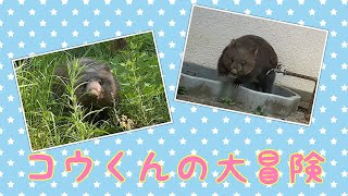 【wombat】コウくんの大冒険☆(Kou's great adventure )