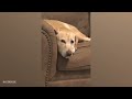 The Funniest Labradors Compilation of 2024