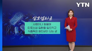 여름철 불청객 '살모넬라균'...주의해야할 점은? [앵커리포트] / YTN