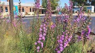 Monarchs on a pocket parking lot prairie