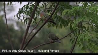 Pink necked Green Pigeon (Treron vernans)