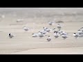 ♪鳥くんの野鳥動画（千葉県）キョクアジサシ2s arctic tern 2nd summer