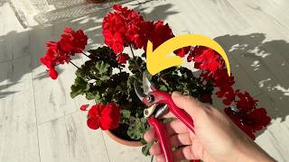 I prune geraniums before winter using the 'max 20' method