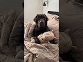 hilarious labrador pup 🥲🥲🥲 puppy labradoretriever funnydog cutedog dogvideos