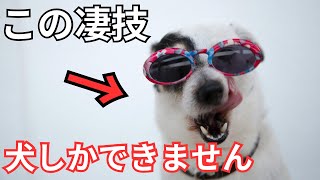 【犬雑学】こんな事まで出来るの⁉️犬の嗅覚の凄技4選 🐈