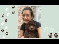 meet bennie chocolate mini poodle puppy vlog 08 eng cc