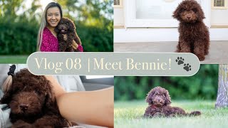 Meet Bennie! Chocolate mini poodle puppy | Vlog 08 [ENG CC]