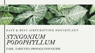 SYNGONIUM PODOPHYLLUM || CARE+ VARIETIES+ BENEFITS || INDOOR AIR PURIFIER || BLOOMING BEE