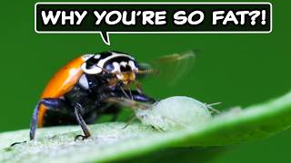 Ladybug Eating Aphids Close Up - The Ultimate Hunter